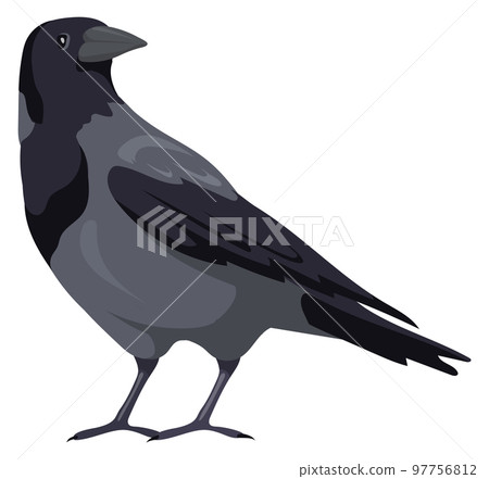 Crow icon. Wild bird with gray feather tail Crow icon. Wild bird with gray feather tail 97756812