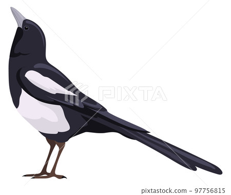 Magpie icon. Black bird. Wild nature fauna 97756815
