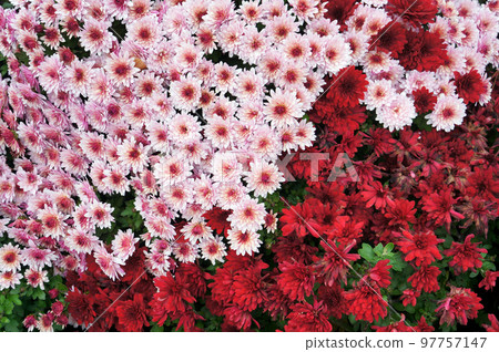 Pink and Red Flowers of Chrysanthemum Plant. 97757147