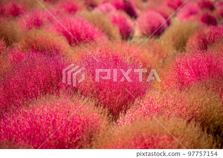 Hitachi Seaside Park Autumn leaves of Kokia 97757154