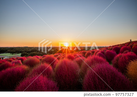 Hitachi Seaside Park Kochia dyed in the setting sun Hitachi Seaside Park Kochia dyed in the setting sun 97757327