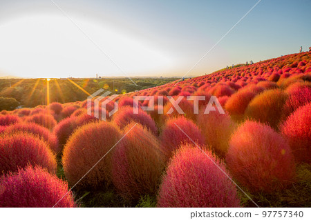 Hitachi Seaside Park Kochia dyed in the setting sun Hitachi Seaside Park Kochia dyed in the setting sun 97757340