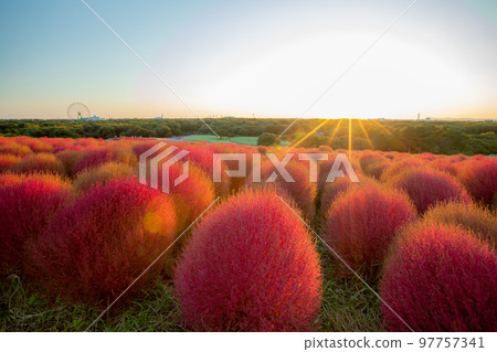 被夕陽染紅的日立海濱公園地膚 97757341