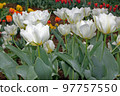 White tulips in spring in the botany garden 97757550