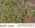 Draba verna the spring draba, shadflower, nailwort, common whitlowgrass, vernal whitlow grass, early witlow grass or whitlow-grass is a species of plant in the mustard family. 97757553