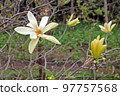 Yellow magnolia flowers in spring in the city park 97757568