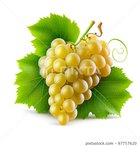 White grape isolated on white. 3d illustration White grape isolated on white. 3d illustration 97757620