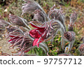 Pulsatilla patens flowers in spring. Common names include Eastern pasqueflower, prairie crocus, and cutleaf anemone 97757712