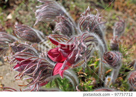 Pulsatilla patens flowers in spring. Common names include Eastern pasqueflower, prairie crocus, and cutleaf anemone 97757712