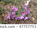 Pulsatilla patens flowers in spring. Common names include Eastern pasqueflower, prairie crocus, and cutleaf anemone 97757753