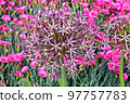 Allium Globemaster is a sterile hybrid that does not produce seed. It is a bulbous perennial that is ornamentally grown for its spring bloom of spherical, deep lavender flower heads. 97757783