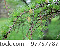 Female  cones of larch emerging in springLarches are deciduous conifers. Larches lose their needles in the autumn. 97757787