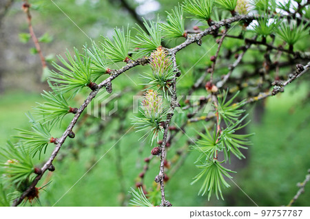 Female  cones of larch emerging in springLarches are deciduous conifers. Larches lose their needles in the autumn. 97757787