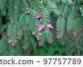 Picea abies, the Norway spruce or European spruce, is a species of spruce native to Northern, Central and Eastern Europe. Young female cone 97757789