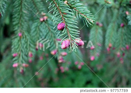 Picea abies, the Norway spruce or European spruce, is a species of spruce native to Northern, Central and Eastern Europe. Young female cone 97757789