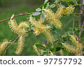 Salix triandra. Willow male flowers. Willows are dioecious plants, with male and female flowers appearing as catkins on separate plants. The catkins are produced early in the spring 97757792