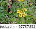 Mahonia aquifolium, Oregon grape or holly-leaved berberry  is an evergreen shrub, native to western North America 97757832