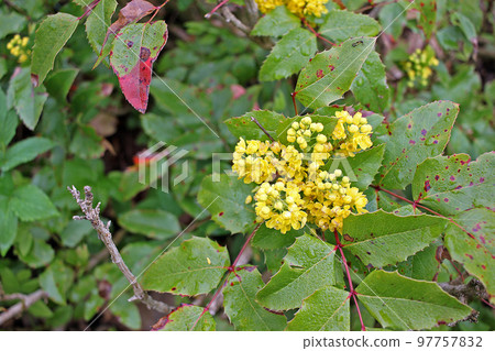 Mahonia aquifolium, Oregon grape or holly-leaved berberry  is an evergreen shrub, native to western North America 97757832