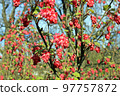 Ribes sanguineum, the flowering currant, redflower currant, or red-flowering currant, is a North American species, but widely cultivated and naturalized throughout temperate Europe 97757872