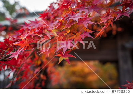 [Tokushima Prefecture] Autumn leaves at Jorokuji Temple 97758290