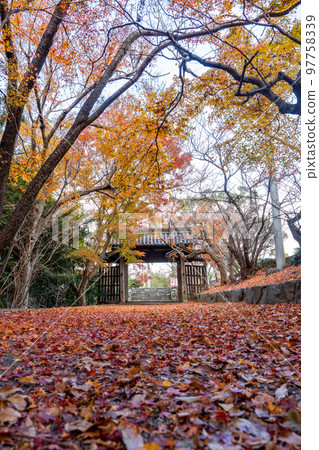 [Tokushima Prefecture] Autumn leaves at Jorokuji Temple 97758339
