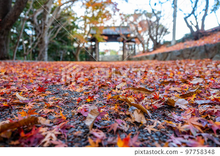 [Tokushima Prefecture] Autumn leaves at Jorokuji Temple 97758348