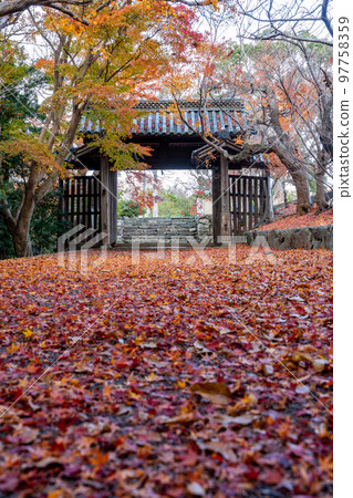 [Tokushima Prefecture] Autumn leaves at Jorokuji Temple 97758359