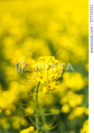 Rapeseed fields during spring Rapeseed fields during spring 97758501
