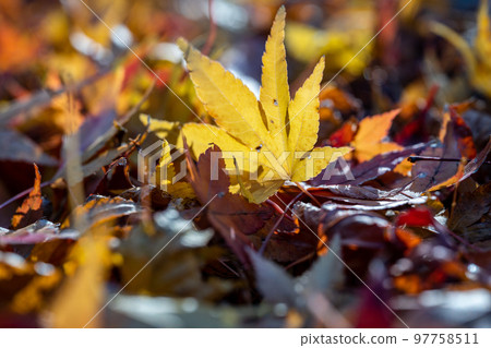 [Tokushima Prefecture] Autumn leaves at Jorokuji Temple 97758511