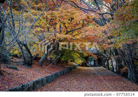 [Tokushima Prefecture] Autumn leaves at Jorokuji Temple 97758514