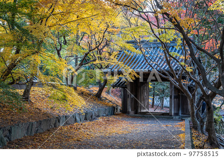 [德島縣]淨六寺的紅葉 97758515