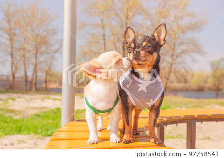 Two mini chihuahua dogs, a puppy and an adult on the background of nature. Black and white dog. Two mini chihuahua dogs, a puppy and an adult on the background of nature. Black and white dog. 97758541