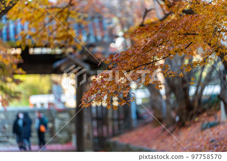 [Tokushima Prefecture] Autumn leaves at Jorokuji Temple 97758570