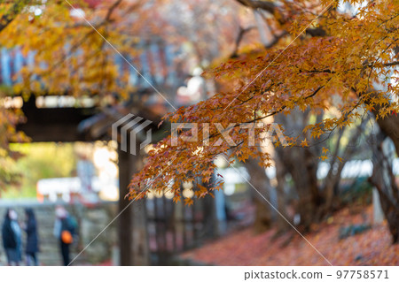 [Tokushima Prefecture] Autumn leaves at Jorokuji Temple 97758571