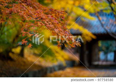 [Tokushima Prefecture] Autumn leaves at Jorokuji Temple 97758580