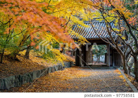 [Tokushima Prefecture] Autumn leaves at Jorokuji Temple 97758581