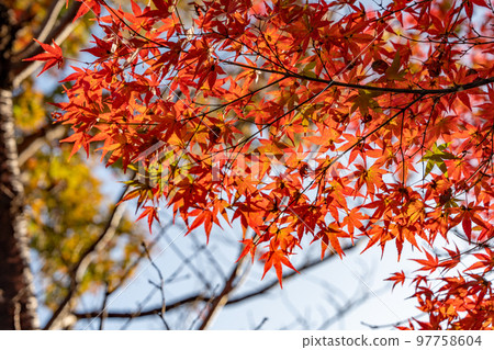 [Tokushima Prefecture] Autumn leaves at Jorokuji Temple 97758604