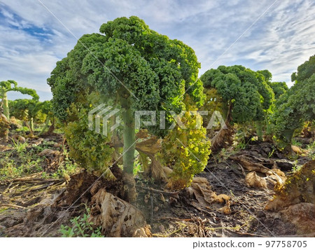 Kale on a field 97758705