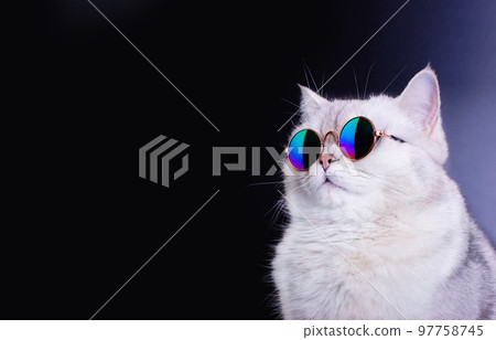 White british cat wears blue sunglasses on an black background. 97758745