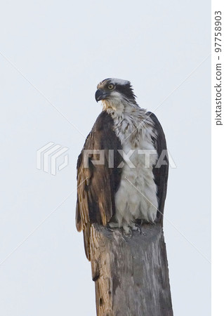 Vertical of Osprey, Pandion haliaetus, perched 97758903