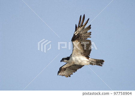 Osprey, Pandion haliaetus, in flight 97758904