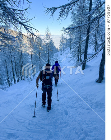 winter hikers climbing uphill trees covered with snow winter hikers climbing uphill trees covered with snow 97758907