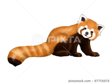 Realistic illustration of red panda - Stock Illustration [97758978
