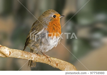 Male European Robin, Erithacus rubecula, perched Male European Robin, Erithacus rubecula, perched 97758980