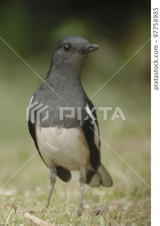Vertical of an Oriental Magpie-Robin, Copsychus saularis Vertical of an Oriental Magpie-Robin, Copsychus saularis 97758985