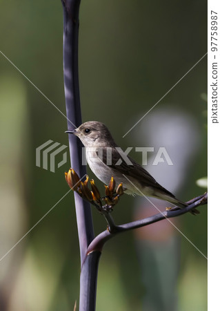 Vertical of a Spotted Flycatcher, Muscicapa striata, on flowered branch Vertical of a Spotted Flycatcher, Muscicapa striata, on flowered branch 97758987