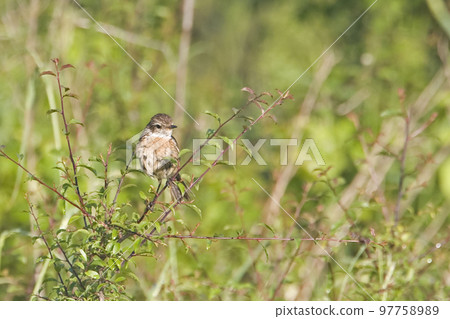 Whinchat, Saxicola rubetra, in a small bush Whinchat, Saxicola rubetra, in a small bush 97758989