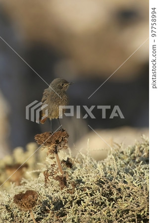 Vertical of a juvenile Black Redstart, Phoenicurus ochruros Vertical of a juvenile Black Redstart, Phoenicurus ochruros 97758994