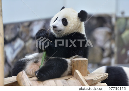 Yuihama playing with bamboo Yuihama playing with bamboo 97759153