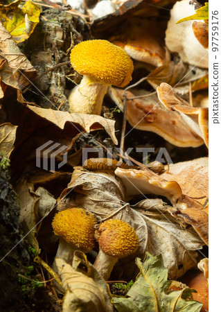 Armillaria mellea, commonly known as honey fungus, is a basidiomycete fungus in the genus Armillaria. Beautiful edible mushroom Armillaria mellea, commonly known as honey fungus, is a basidiomycete fungus in the genus Armillaria. Beautiful edible mushroom 97759176
